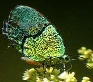 Hairstreak
