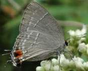 Red-spotted 