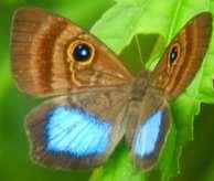 female