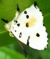 Tricolored 