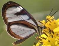 Rubescens 