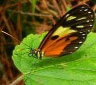 Polymnia 