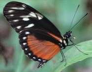 Longwing