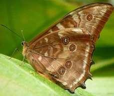 36-E Common