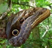 Morpho 37-A