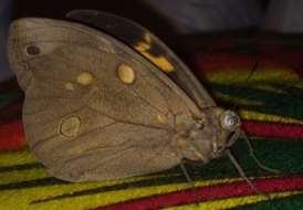 Owl-Butterfly
