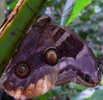 37-D Dusky 