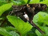 Epargyreus sp.
