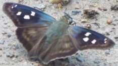 Silverdrop