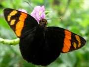 Skipper