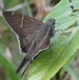 Longtail