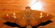 Black-cheeked 