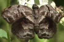 44-H Pale