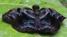 Many-banded