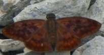 Anastrus 44-Q