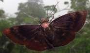 Bent-Skipper