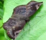 Moyo
