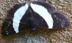 45-E Panna