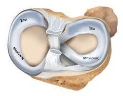 Μηνίσκοι Οι μηνίσκοι της άρθρωσης του γόνατος (έσω & έξω) έχουν ημισεληνοειδές σχήμα & ινοχόνδρινη σύσταση Σε κάθε μηνίσκο διακρίνεται: Σώμα Περιφέρεια Ελεύθερο χείλος Πρόσθιο κέρας Οπίσθιο κέρας Οι