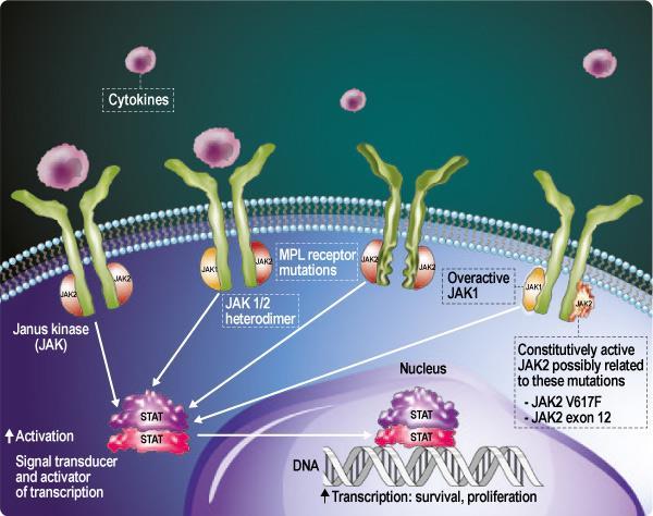 JAK & Επιλεκτικι και αναςτρζψιμθ αναςτολι JAK1 και JAK2 Αναςτολι κυτταροκινϊν : IL-2 IL-6,