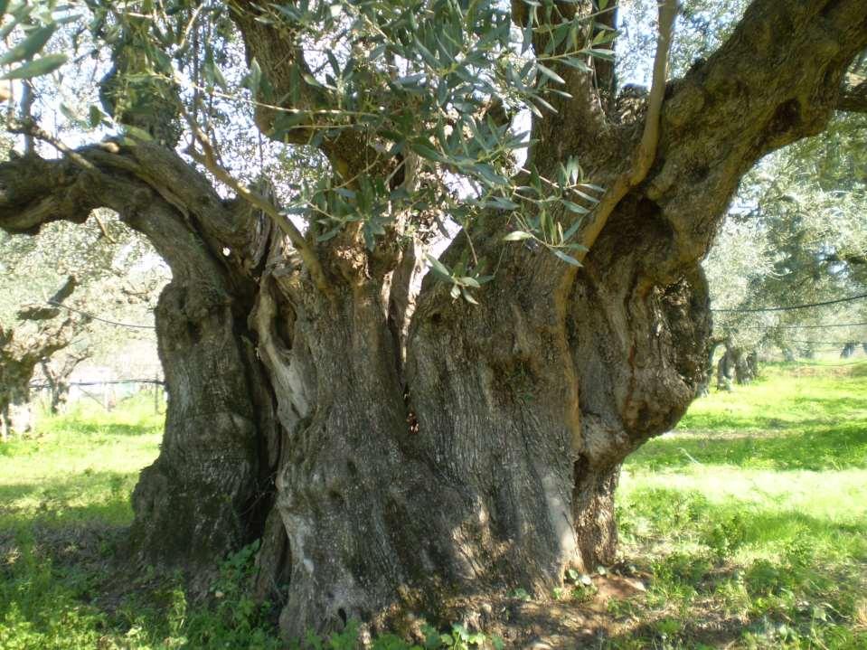 «"ΜΕΤΑΛΕΙΟ", Γαργαλιάνων»