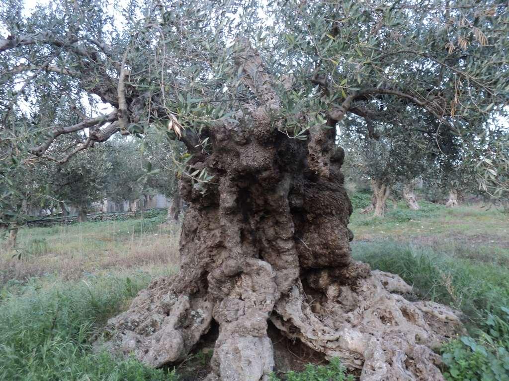 «Φαλάνθη»