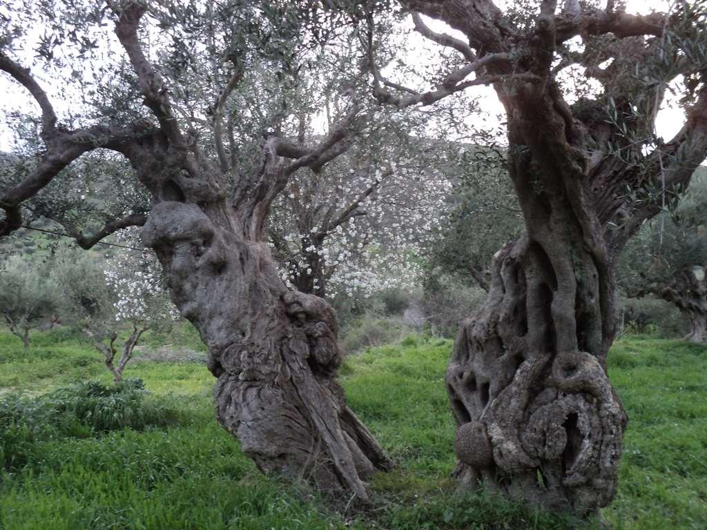 «Φαλάνθη»