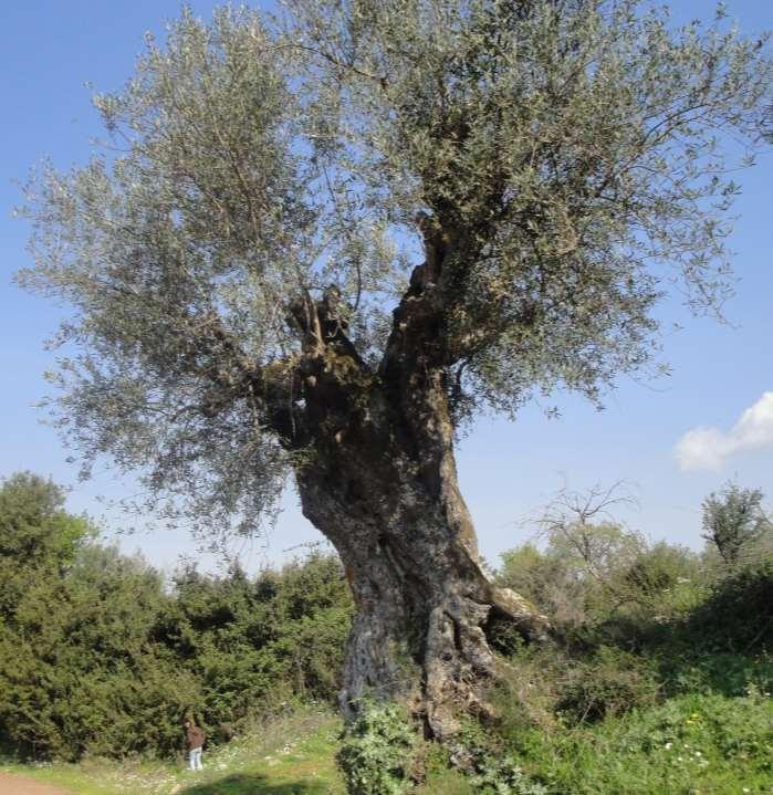 «Φόνισσα» ελιά «Λεύκο Κορομηλιάς,