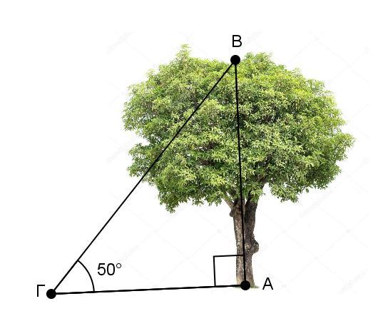 3. Ο κύριος Φίλιππος στέκεται στο σημείο Γ και θέλει να υπολογίσει το ύψος ενός δέντρου.