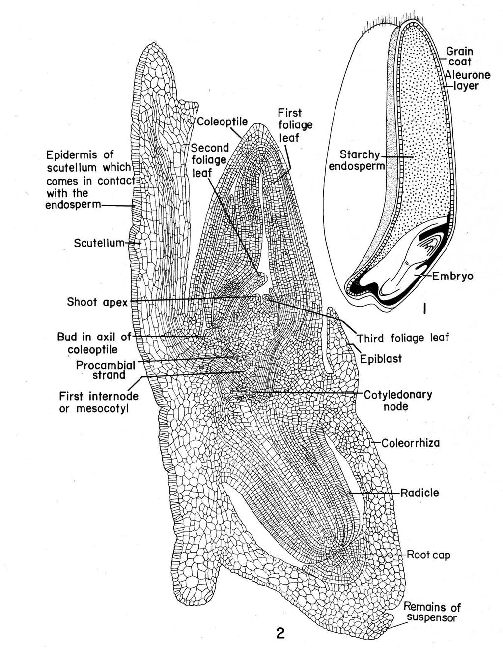 epiblast