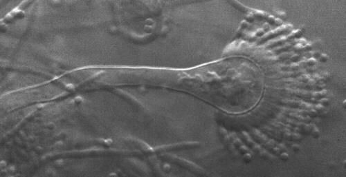 Tο γένος Aspergillus ~180