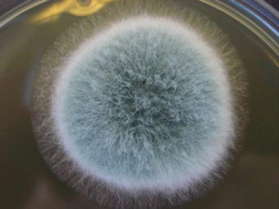 amphotericin B resistant