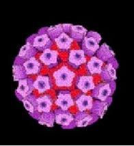 Ο ιός των ανθρώπινων θηλωμάτων HPV είναι το πιο συχνό ΣΜΝ στις ΗΠΑ (Fontenot, 2007) 6,2 εκ.