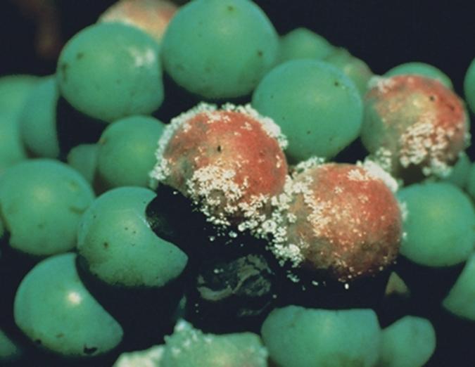 www.inra.