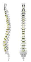 Σπονδυλική στήλη Σταθεροποίηση μέσω των συνδέσμων Σταθεροποίηση μέσω των μεσοσπονδύλιων δίσκων Περιορισμένη κίνηση πίσω/μπροστά Μυς για στάση σώματος, σταθεροποίηση, κινητικότητα 13 Σπονδυλική στήλη