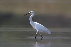 Egretta