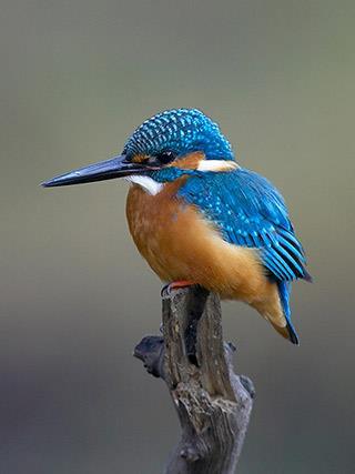 Alcedo