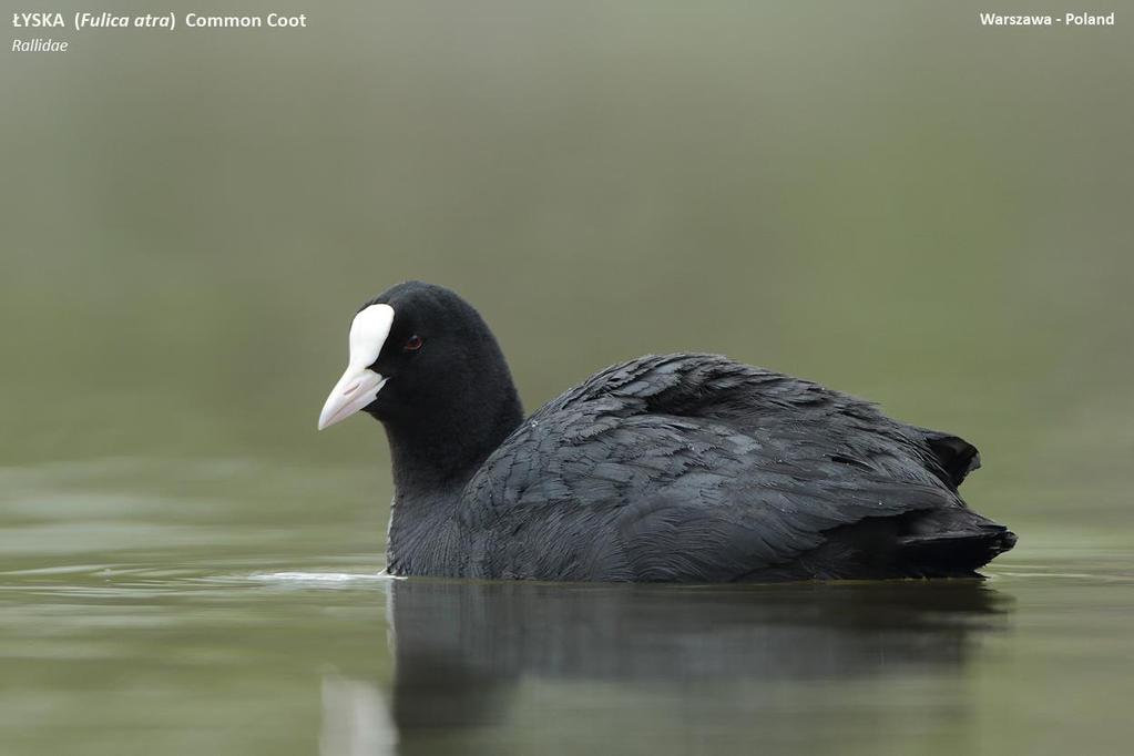 Fulica