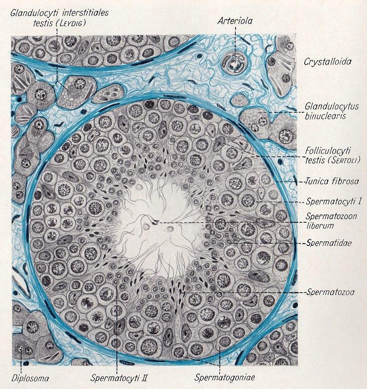 15 κύτταρα του Leydig, τα οποία παράγουν τεστοστερόνη, ανδροστενδιόνη καθώς και δευδροεπιανδρο-στερόνη και μικρό όγκο οιστρογόνων. Εικόνα 5.