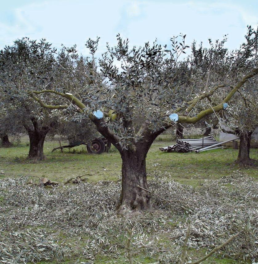 Υπέρπυκνη φύτευση ελιάς: τα δένδρα φυτεύονται σε πυκνότητα 150 180 δένδρα στο στρέμμα (1.35 2.5 m x 3.5 4.