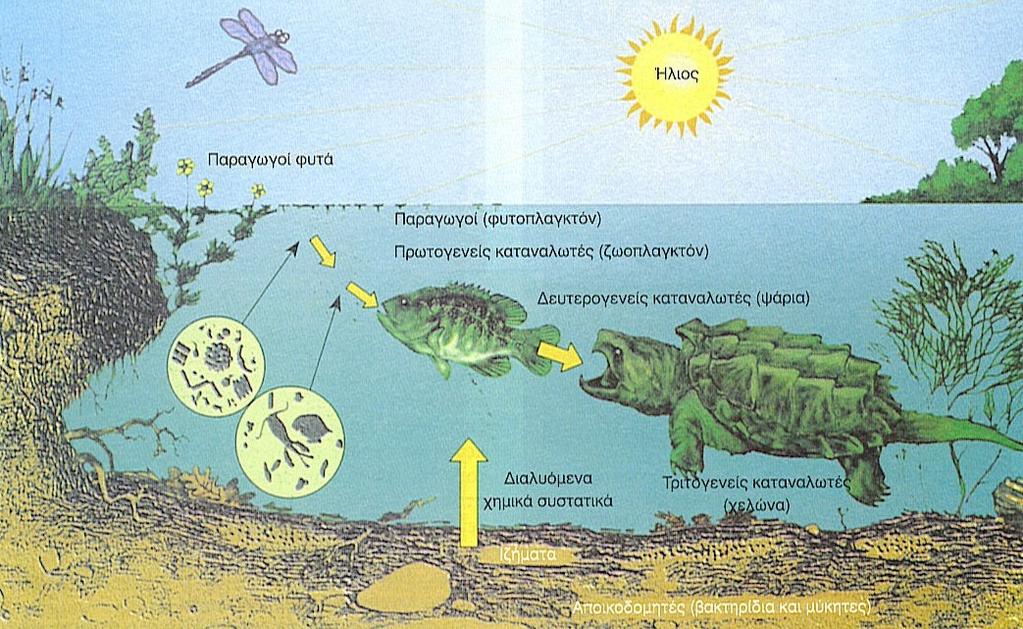 Παράδειγµα οικοσυστήµατος 1 Κύρια συστατικά στο οικοσύστηµα µιας