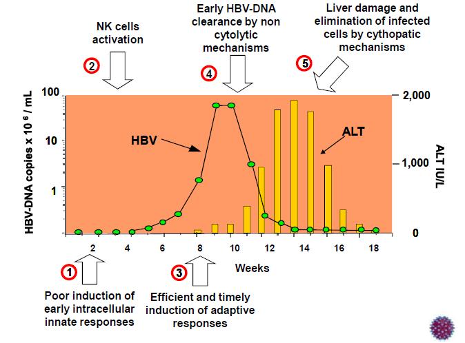 Οξεία αυτοπεριοριζόμενη HBV