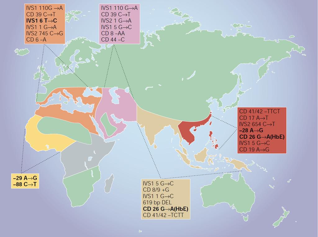 The global distribution of the β-thalassaemia