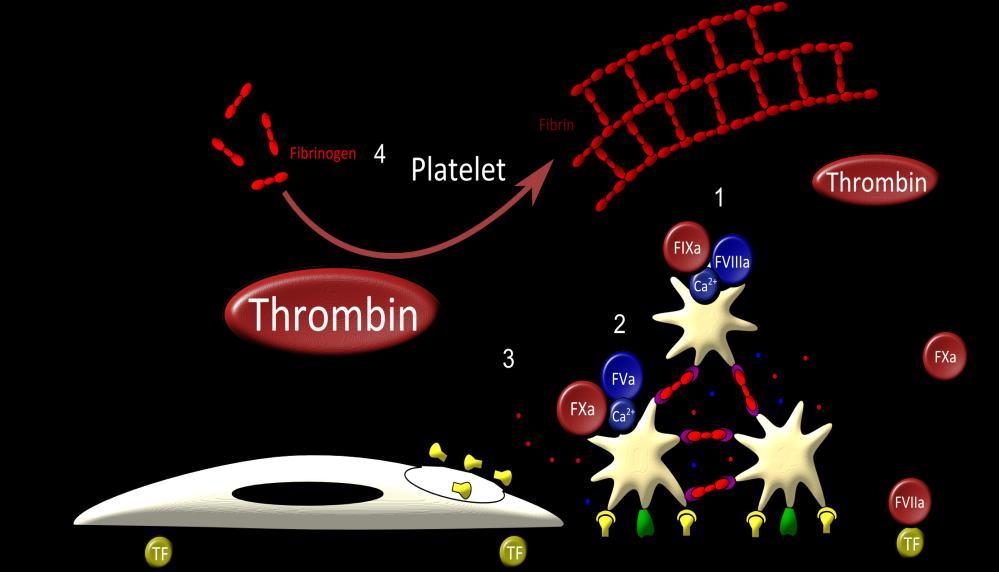 Οι παράγοντες του PCC (ΙΙ, VII, IX και X) εξασφαλίζουν ένα υψηλό δυναμικό παραγωγής θρομβίνης που έχει