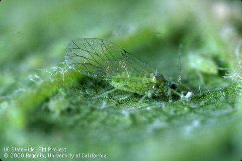 51 Το σύµπλοκο είδος Hyalopterus pruni (Geoffroy) Ταξινοµική θέση: Το σύµπλοκο είδος Hyalopterus pruni (Geoffroy), ανήκει στο Ζωικό Βασίλειο, στην κλάση: Insectα ή Exapoda (σύµφωνα µε πρόσφατη