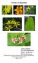 Τα Είδη του Hypericum