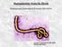 Αιμορραγικός πυρετός Ebola