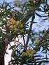 Φυτοχημική ανάλυση των καρπών του Sorbus domestica (Rosaceae) σε συνδυασμό με την αντιοξειδωτική ικανότητα και αναστολή της αναγωγάσης της αλδόζης
