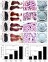 Localization and Expression of EDN3 in Mouse Skin with Different Coat Colors