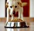 PREVENTION BY NUTRITION SUPER PREMIUM DOG FOOD